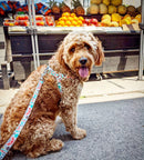 Funky Design Harness (No Pull)