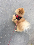 Everyday Harness - Small Dogs (No Pull) for dogs - __label2:HappyDog's Choice, __label:Bestseller, Harness, Leash, No-Pull, Vest