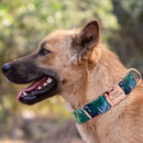 Personalized Colour Burst Custom Collar for dogs - __label2:HappyDog's Choice, __label:Bestseller, Buckle, Collar, Custom, Engrave, Flat Buckle, ID, Leash, Nameplate, Personal