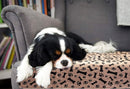 Waterproof & Reusable Sleep Pad for dogs - __label:Bestseller, Bed, Mat, Pad, Pee Pad, Puppy, Reusable, Waterproof