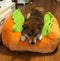 Hot Dog Bed for dogs - Bed, Dog, Dog Bed, Funny, Gift, Hot, Hot Dog, HotDog, Portable, Portable Bed, Warm