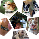 Groovy Personalized Custom Collar for dogs - __label:Bestseller, Collar, Custom, Engrave, Flat Buckle, Name, Personal, Phone