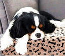 Waterproof & Reusable Sleep Pad for dogs - __label:Bestseller, Bed, Mat, Pad, Pee Pad, Puppy, Reusable, Waterproof