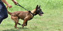 Martingale Collar for dogs - Behaviour, Choke, Collar, Greyhound, Halt, Martingale, Martingale Collar, Training Collar, Whippet