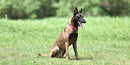 Martingale Collar for dogs - Behaviour, Choke, Collar, Greyhound, Halt, Martingale, Martingale Collar, Training Collar, Whippet