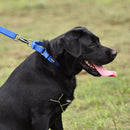 Martingale Collar for dogs - Behaviour, Choke, Collar, Greyhound, Halt, Martingale, Martingale Collar, Training Collar, Whippet