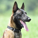 Martingale Collar for dogs - Behaviour, Choke, Collar, Greyhound, Halt, Martingale, Martingale Collar, Training Collar, Whippet