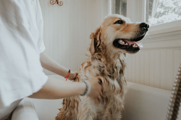 How to Groom Your Dog: 4 Steps [Guide]