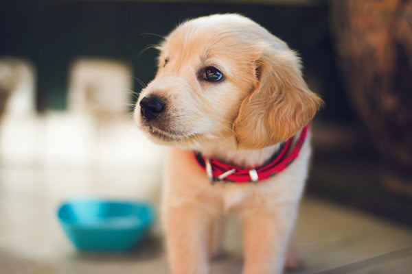 How to Train Your Puppy Dog [Expert Tips]
