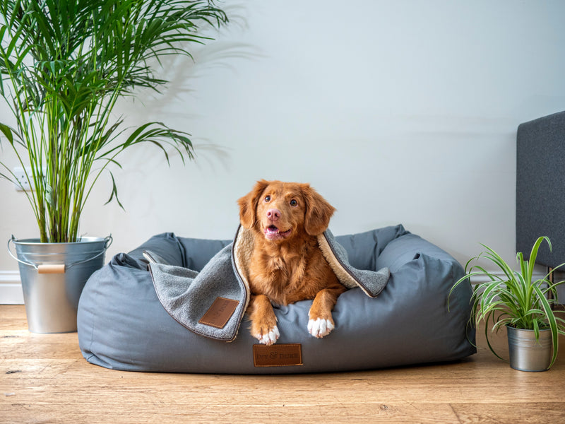 How to Pick the Best Bed for Your Dog: FAQs
