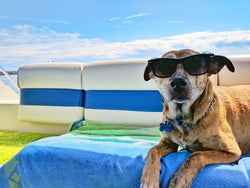 5 Must Have Dog Products for Summer