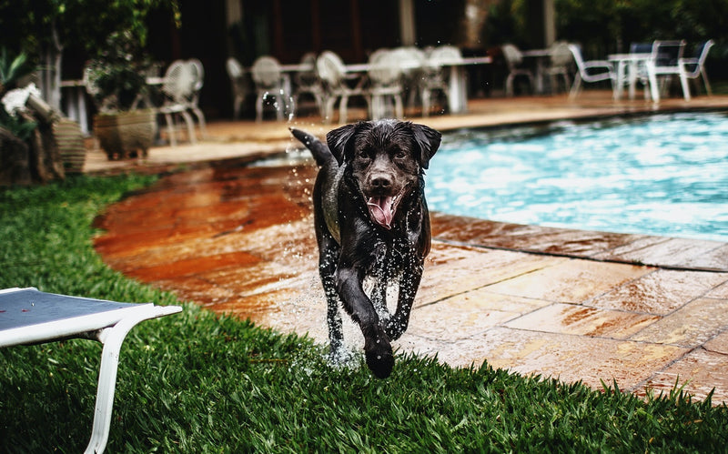 How to Keep Your Dog Cool This Summer - 3 Must Have Products for Dogs