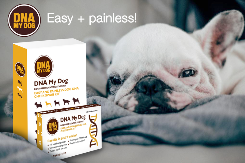 DNA MY Dog - Canine Breed Identification Test Kit (Dog DNA) for dogs - Breeds, DNA, Dog DNA, Mutt, Swab, Test