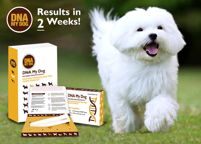 Dog dna canine breed identification test cheap
