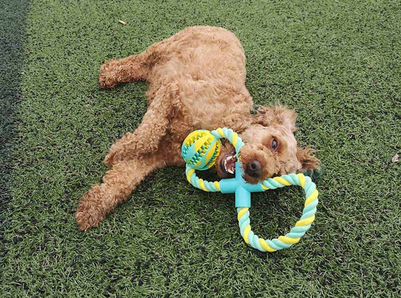 Smart IQ Chew Ball on Rope - Food Dispenser & Cleaning for dogs - Ball, Play, Puzzle, Rope, Slow Feed, Slow Feeder, Treats