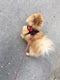 Everyday Harness - Small Dogs (No Pull) for dogs - __label2:HappyDog's Choice, __label:Bestseller, Harness, Leash, No-Pull, Vest