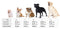 Anxiety & Calming Vest for dogs - __label2:HappyDog's Choice, __label:Bestseller, Anxiety Jacket, Jacket, Mood, psychology, Reflective, Thunder, Vest, Weighted Jacket