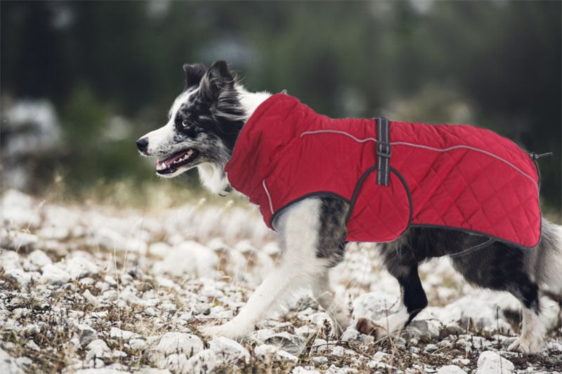 Everyday Winter Jacket for dogs - __label2:HappyDog's Choice, __label:Bestseller, Coat, Down, Heat, Jacket, polar fleece, snowsuit, Warm, Warming, Winter