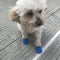 Balloon Rubber Boots for dogs - Balloon, Shoes