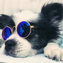 Glasses for Dogs and Cats for dogs - Cats, Dogs, Eyes, Glasses, Kittens, Puppies, Spectacles, Wearable