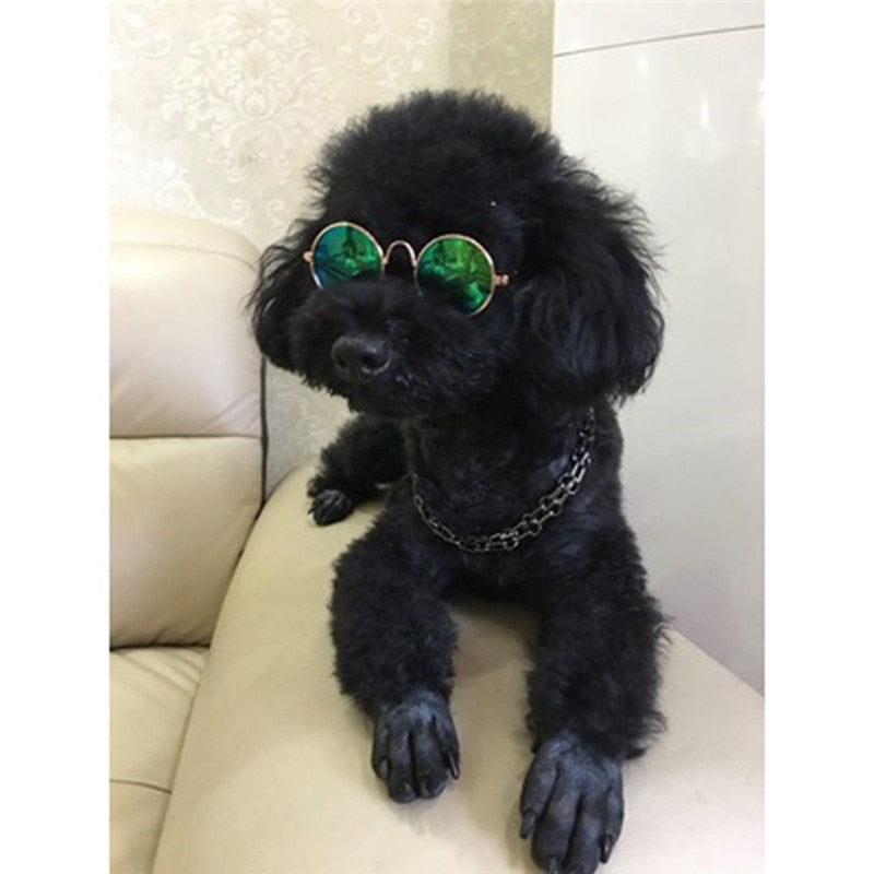 Glasses for Dogs and Cats for dogs - Cats, Dogs, Eyes, Glasses, Kittens, Puppies, Spectacles, Wearable
