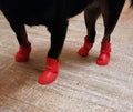 Rain Boots for dogs - Antislip, Booties, Boots, Rain Boots, Waterproof