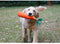 Carrot Toy for dogs - Carrot, IQ, Toy