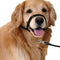 Pet Safe Gentle Halt Head Collar