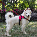 Value Harness (No-Pull) for dogs - Adjustable, Harness, Leash, No Pull, Strap, Vest