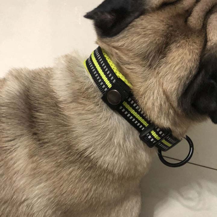 Dog Collars, Luxury & Reflective Collars