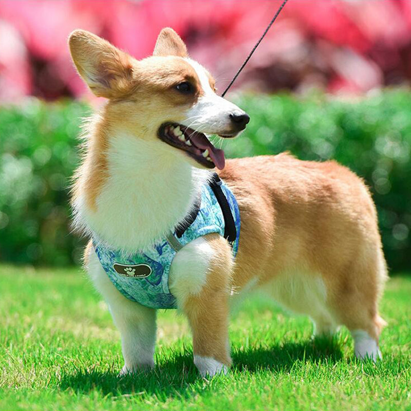 Floral Harness (No-Pull)